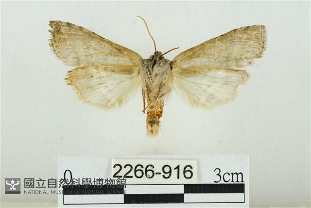 臺圓波紋蛾藏品圖，第2張