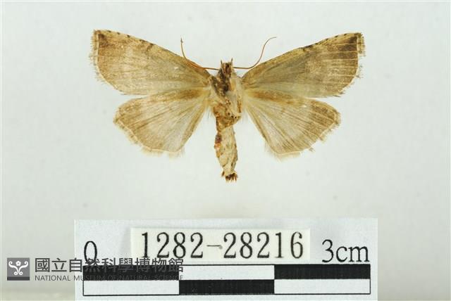 黑平波紋蛾藏品圖，第2張