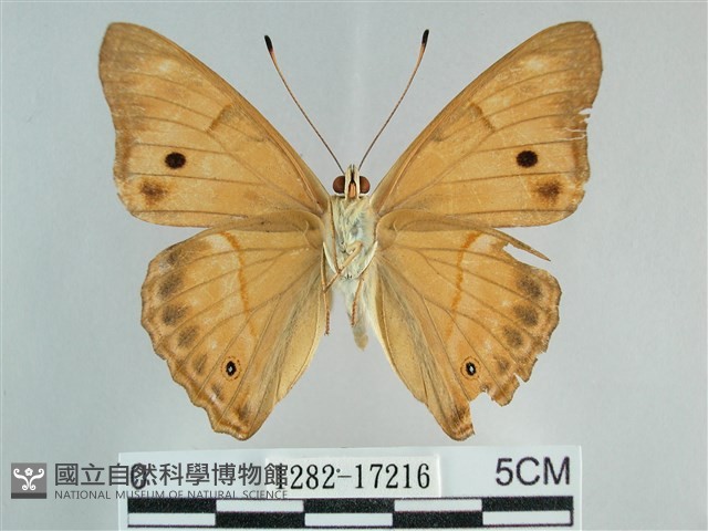 金鎧蛺蝶藏品圖，第2張