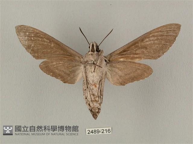 蝦殼天蛾藏品圖，第2張