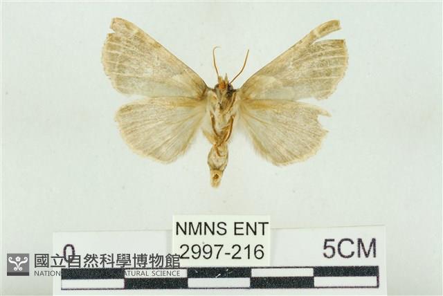 寬帶波紋蛾藏品圖，第2張