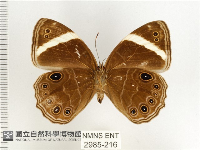 玉帶黛眼蝶藏品圖，第2張