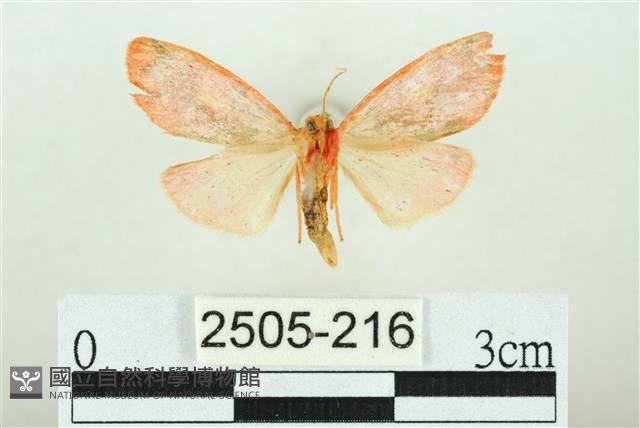 三色豔苔蛾藏品圖，第2張