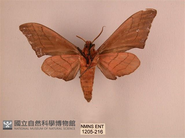 直翅六點天蛾藏品圖，第2張