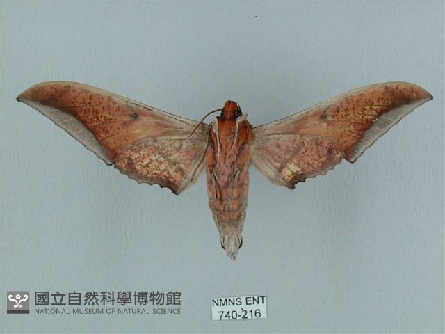 黑帶鷹翅天蛾藏品圖，第2張