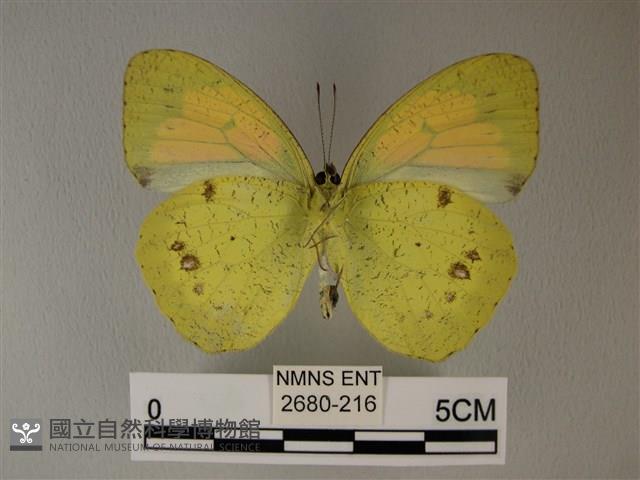 異粉蝶、雌白黃蝶藏品圖，第2張