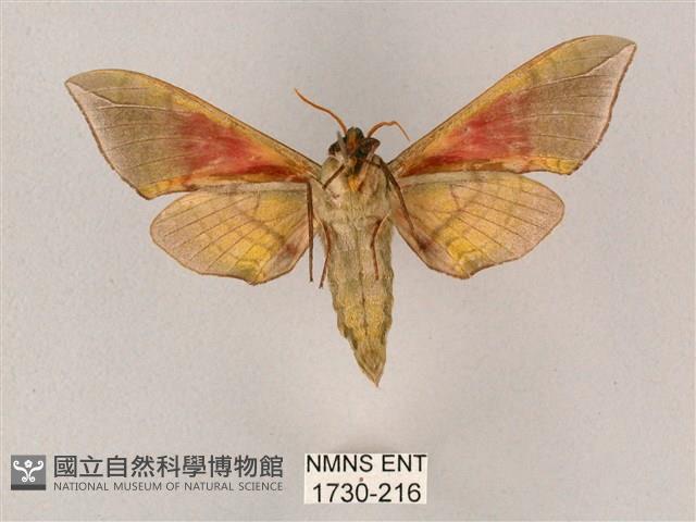 榆綠天蛾藏品圖，第2張