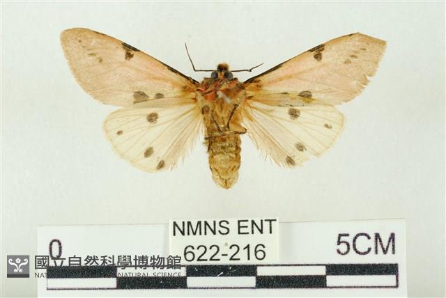 棍棒污燈蛾藏品圖，第2張