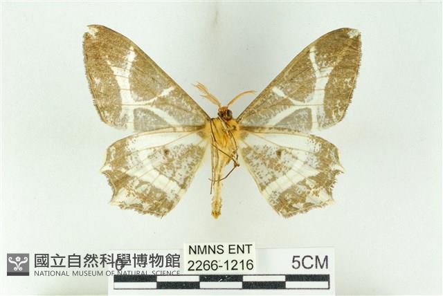 樹形尺蛾藏品圖，第2張