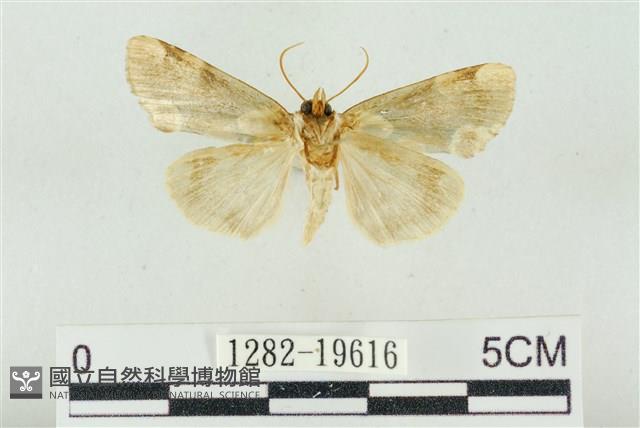 大斑波紋蛾藏品圖，第2張