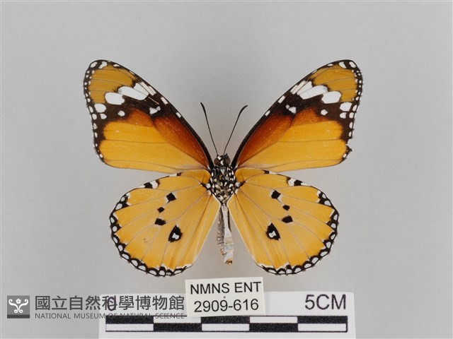 樺斑蝶藏品圖，第2張