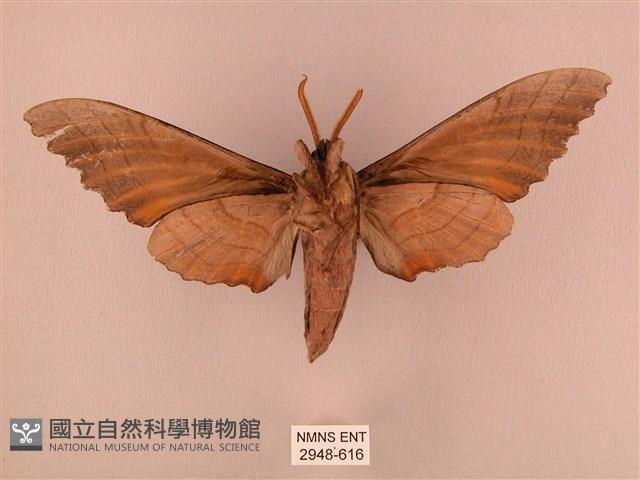 栗六點天蛾藏品圖，第2張