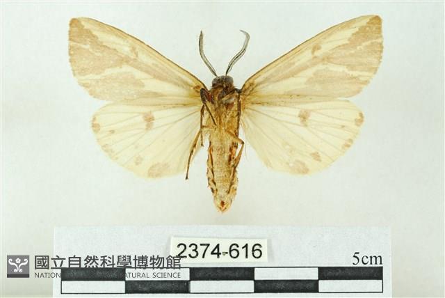 赭新污燈蛾藏品圖，第2張