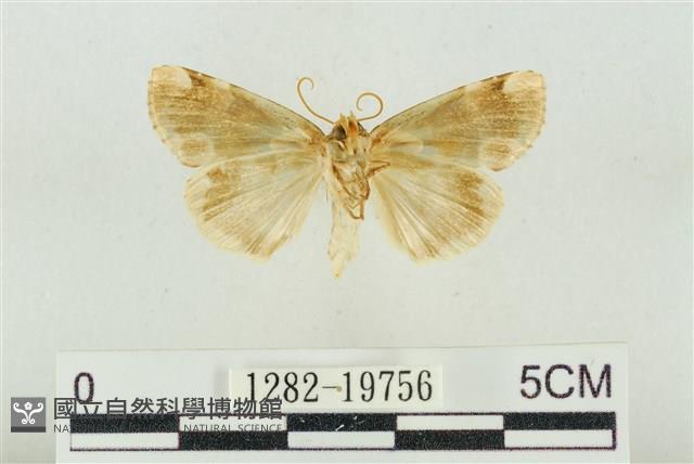 大斑波紋蛾藏品圖，第2張