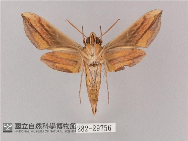 斜綠天蛾藏品圖，第2張