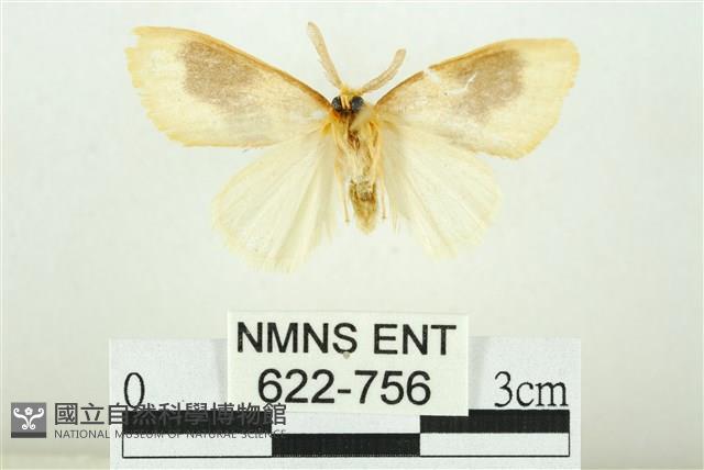 寬紋黃毒蛾藏品圖，第2張