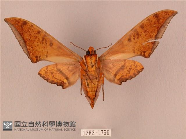 裂斑鷹翅天蛾藏品圖，第2張