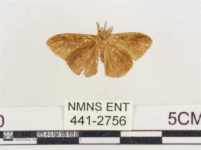 小白紋毒蛾藏品圖，第2張