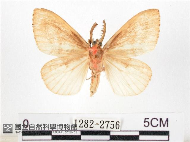 木毒蛾藏品圖，第2張