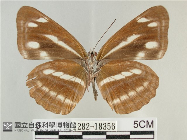 臺灣環蛺蝶藏品圖，第2張