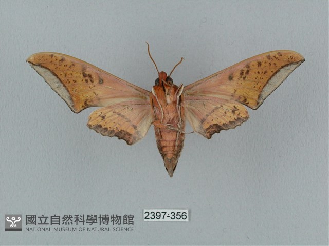 廣東鷹翅天蛾藏品圖，第2張