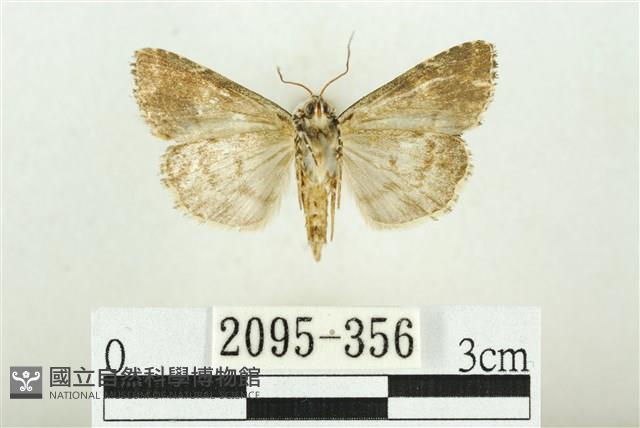 白斑散紋夜蛾藏品圖，第2張