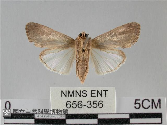 斜紋夜盜蛾藏品圖，第2張