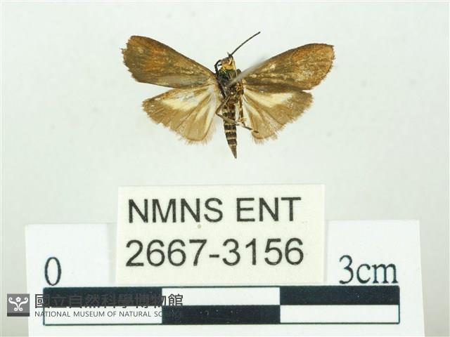 叉紋閃舞蛾藏品圖，第2張