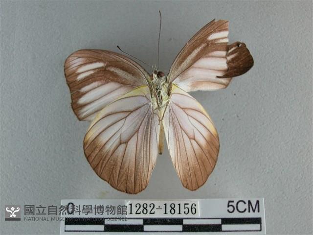 異色尖粉蝶藏品圖，第2張