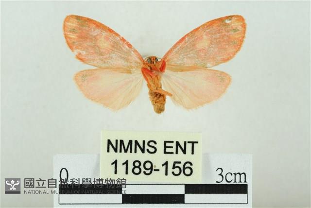 三色豔苔蛾藏品圖，第2張