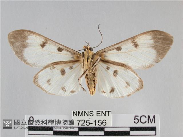 長斑擬燈蛾藏品圖，第2張