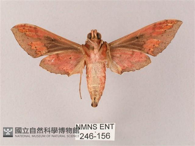 雙斑白肩天蛾藏品圖，第2張