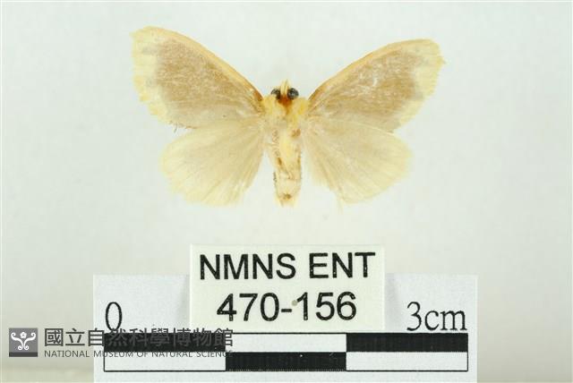 黑翅黃毒蛾藏品圖，第2張