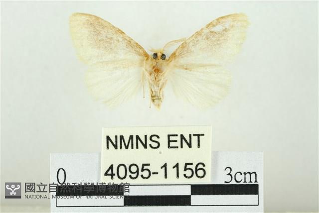 寬紋黃毒蛾藏品圖，第2張