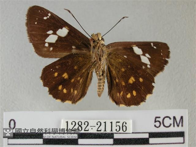 小星弄蝶藏品圖，第2張