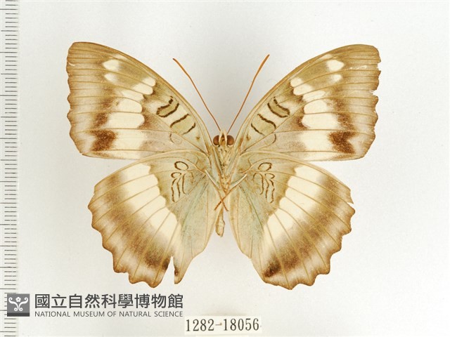 臺灣翠蛺蝶藏品圖，第2張