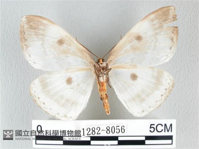 圓翅大鉤蛾藏品圖，第2張