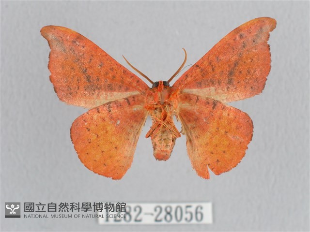 接骨木帶鉤蛾藏品圖，第2張