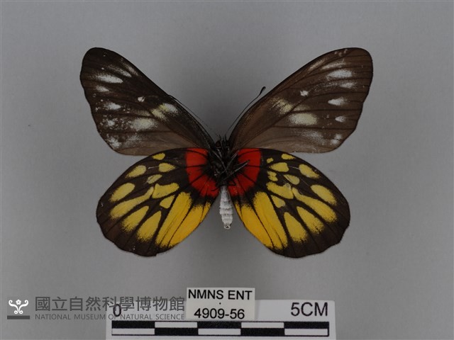 豔粉蝶藏品圖，第2張