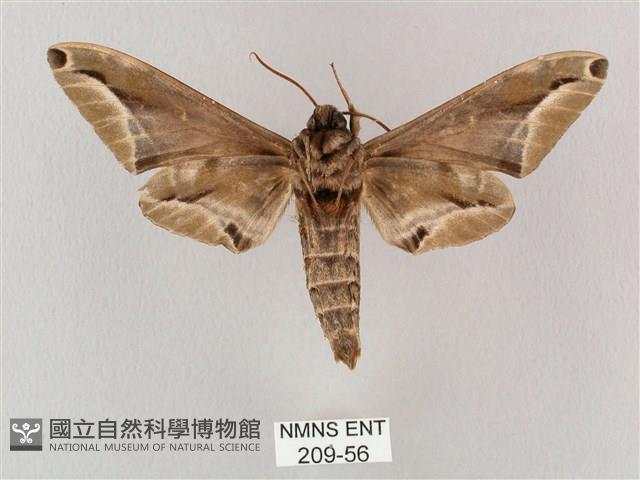 白點天蛾 藏品圖，第2張