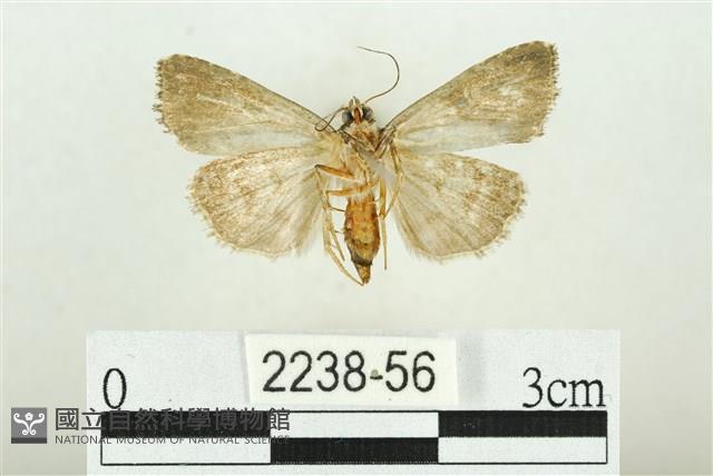 白斑散紋夜蛾藏品圖，第2張