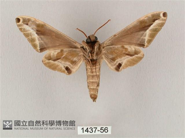 白點天蛾 藏品圖，第2張