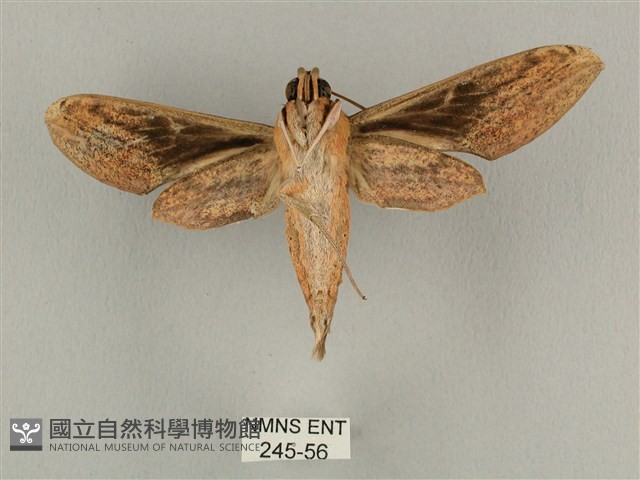 背線天蛾藏品圖，第2張
