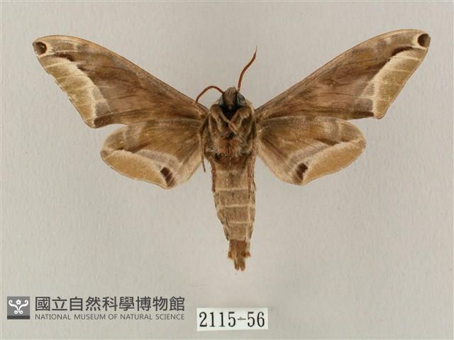 白點天蛾 藏品圖，第2張