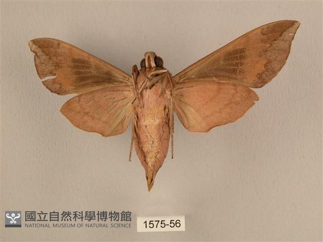 背中白天蛾藏品圖，第2張