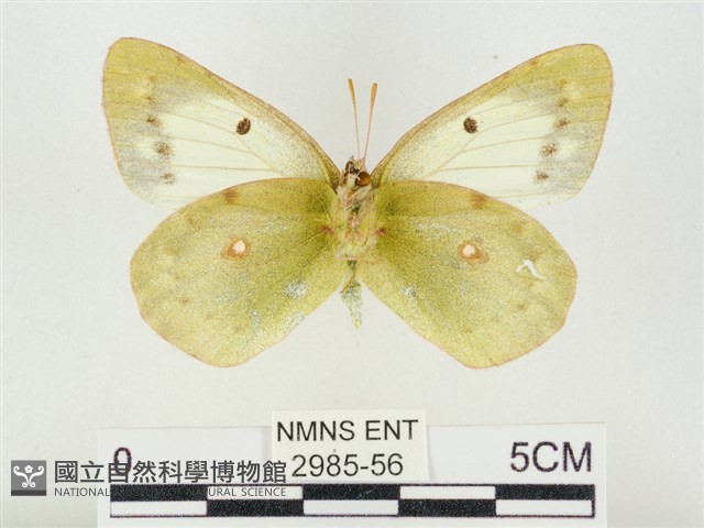 紋黃粉蝶藏品圖，第2張