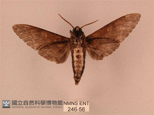白星天蛾藏品圖，第2張