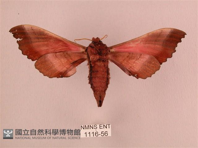 桃紅六點天蛾藏品圖，第2張