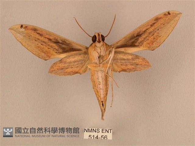 棕綠背線天蛾藏品圖，第2張