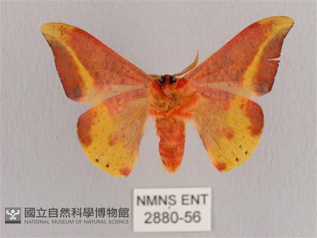 鉛斑帶鉤蛾藏品圖，第2張